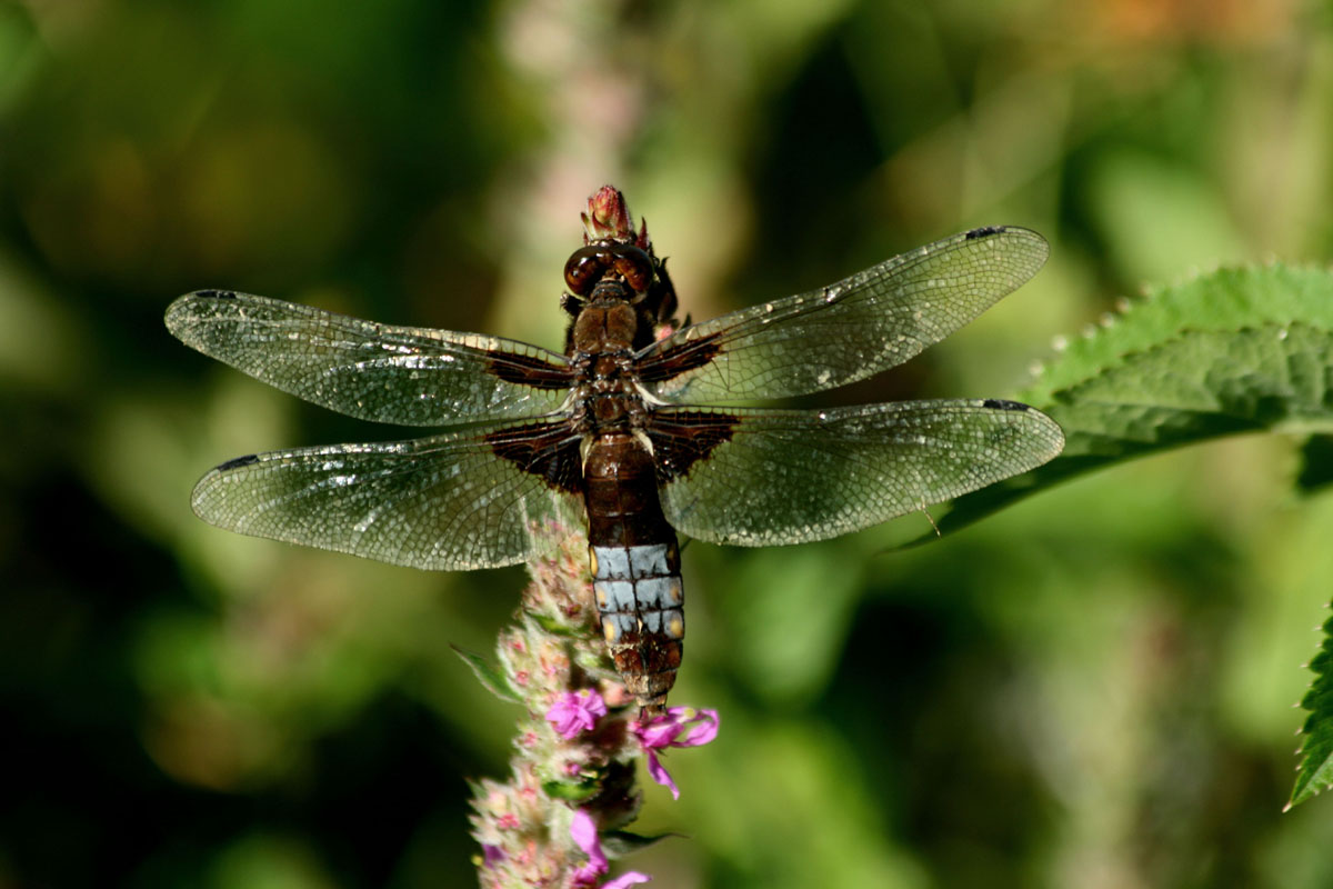 Broad bodied Chaser 2