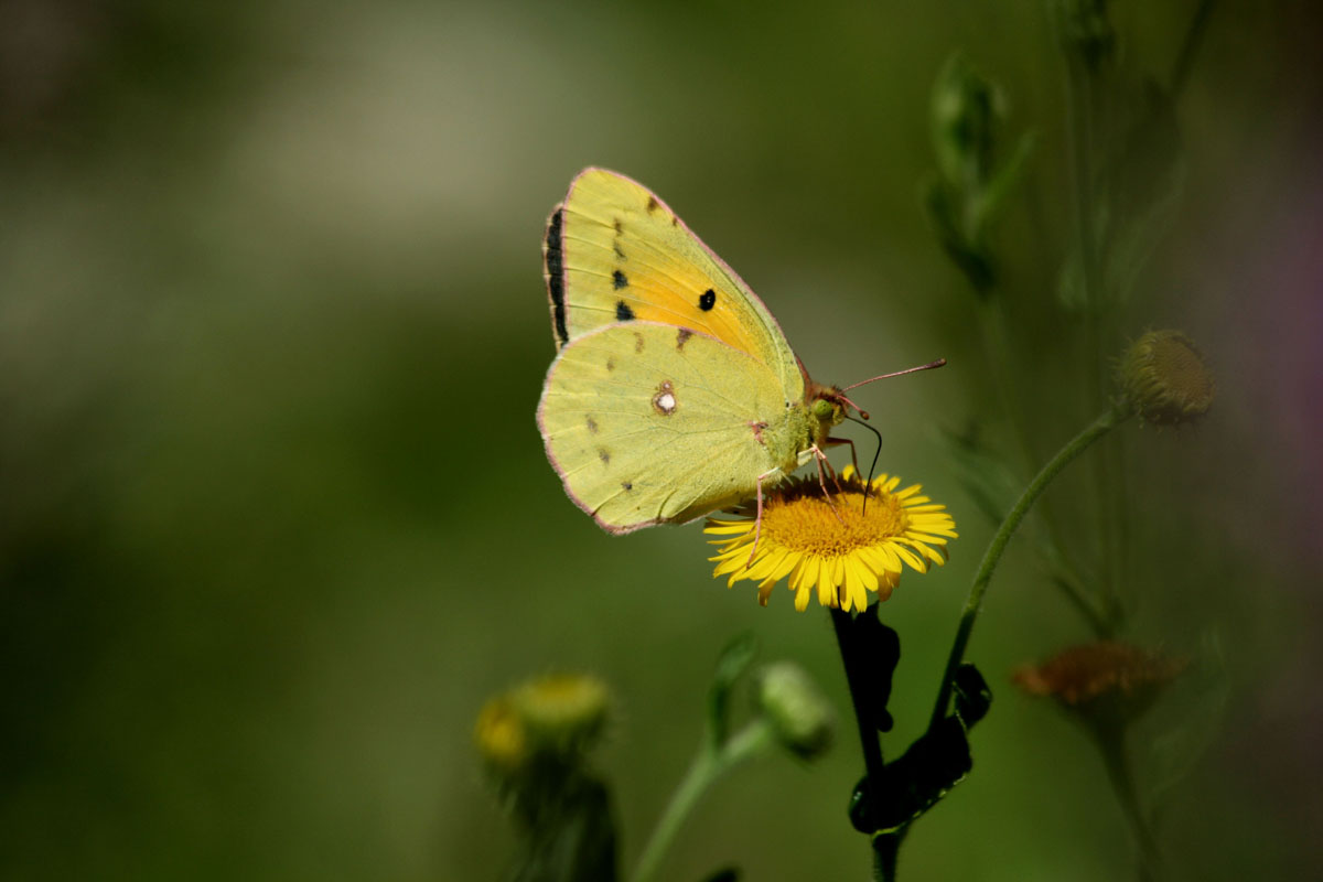Cloulded Yellow 1