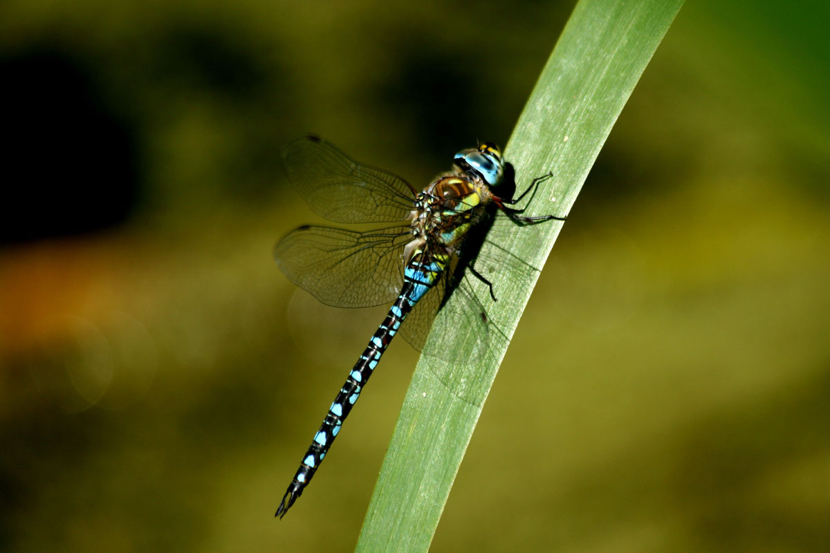 Migrant hawker dragonfly 3