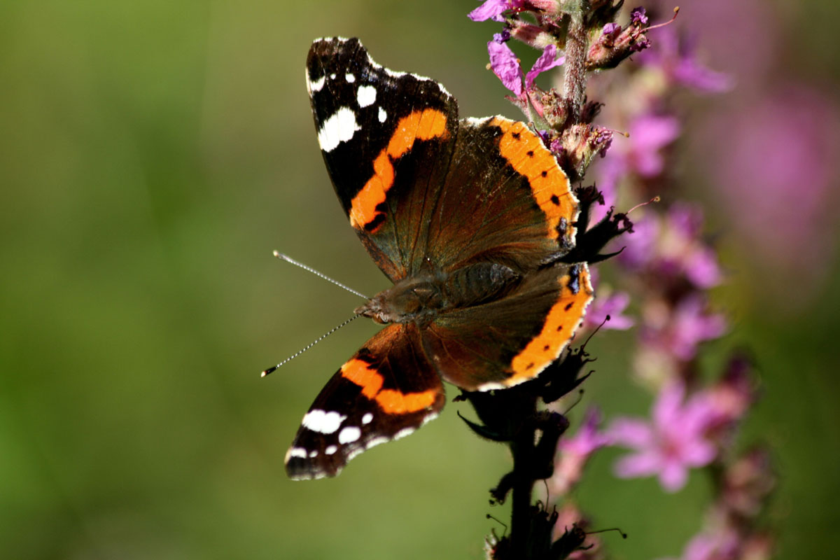 Red Admiral 3