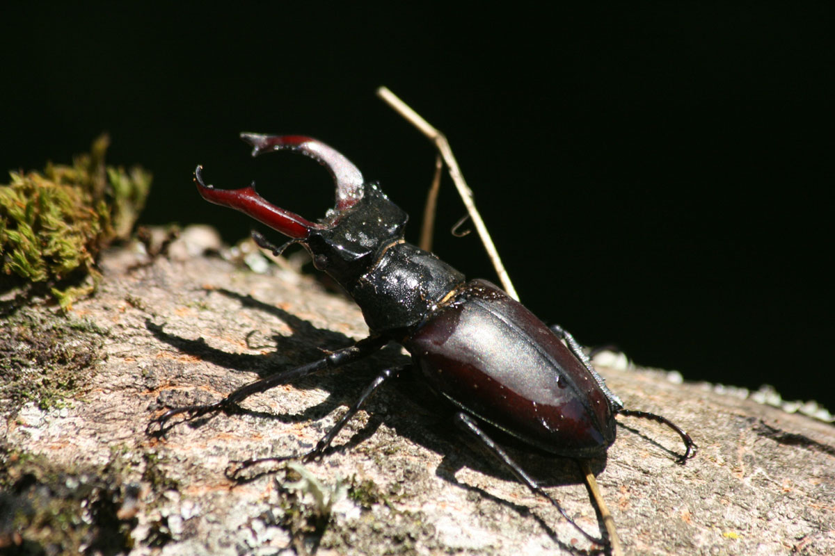 Stag Beetle1