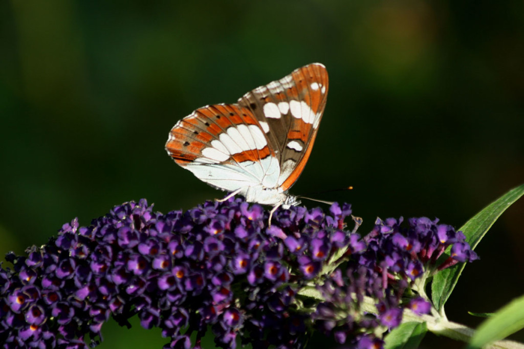 White Admiral, Southern underwing 3