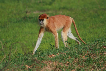Patas monkey (Erythrocebus patas)