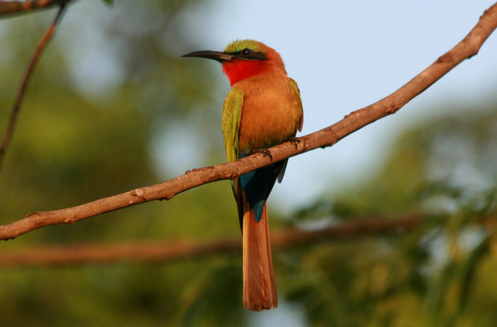 Red Throated Bee Eater Image