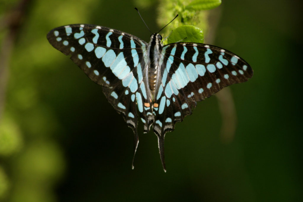 Common Sword Tail Image